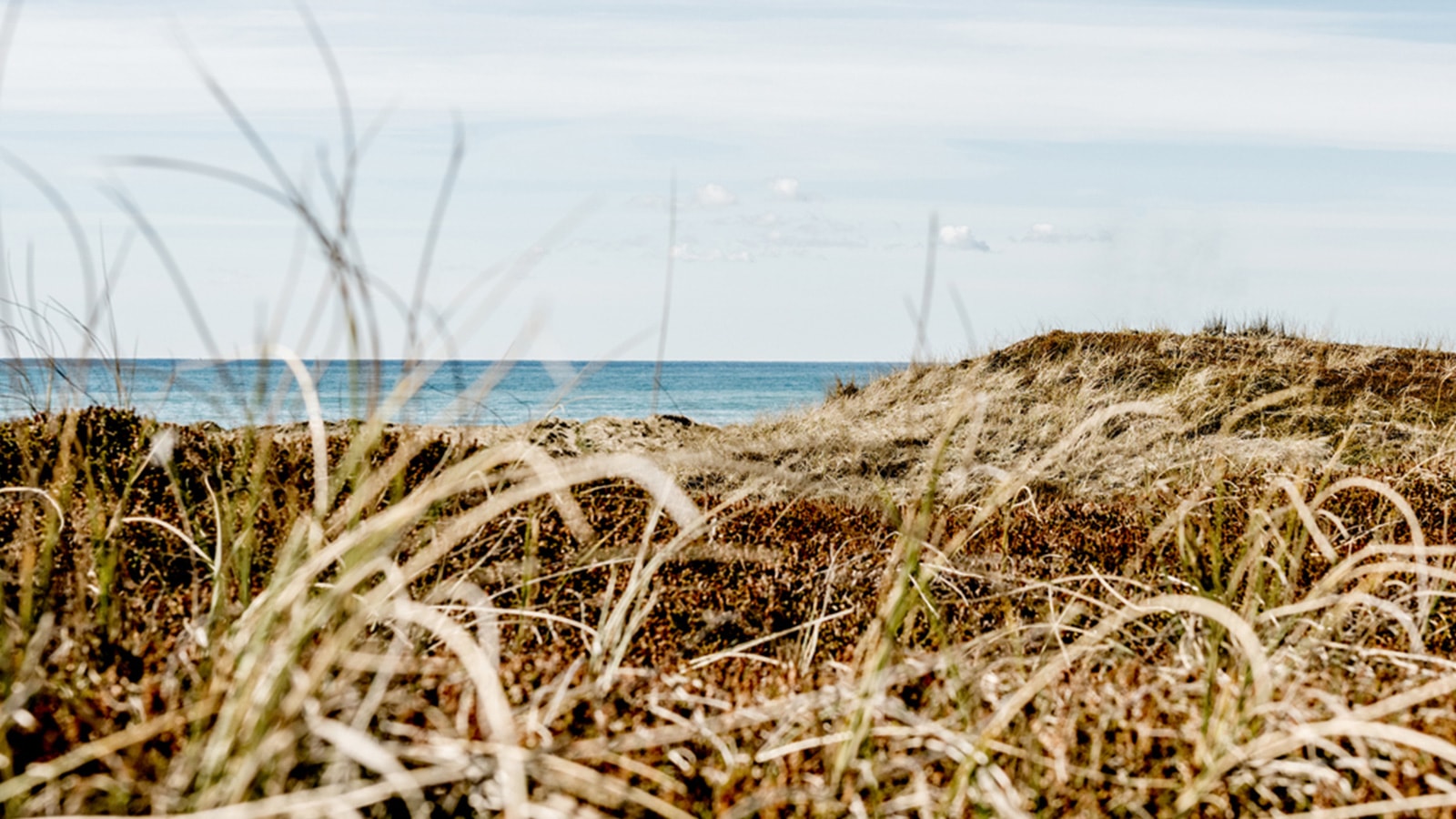 Marehalm, klitter og havkig
